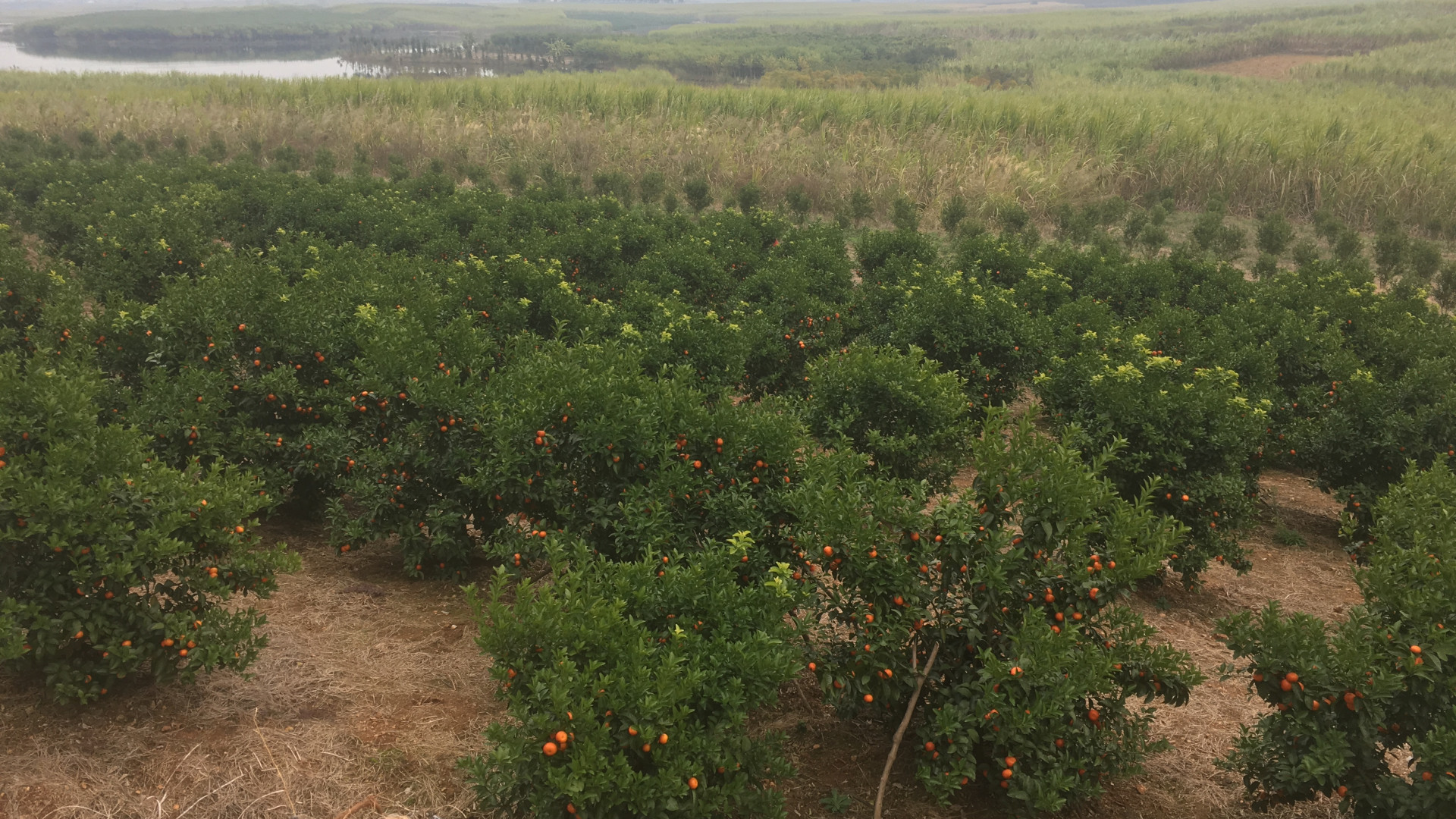 橘子园