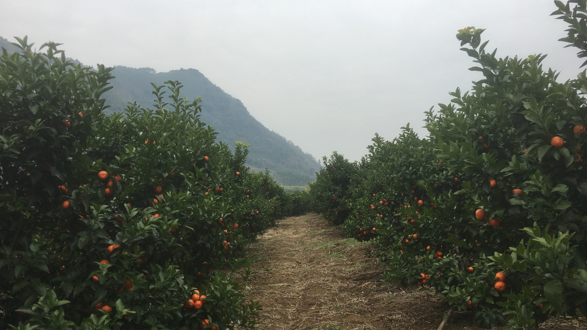 橘子园